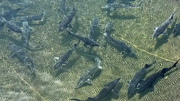 Su ürünleri ihracatında hedef 2 milyar doları geçmek