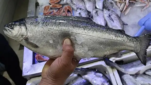 Karadeniz Türk somonunun üretim üssü oldu