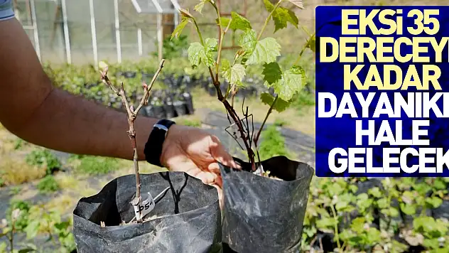 Eksi 35 dereceye kadar dayanıklı hale gelecek