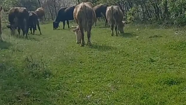 İneklerini otlatırken yılan soktu, hastaneye kaldırıldı