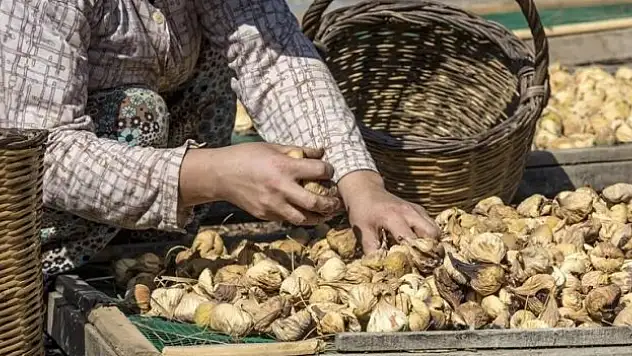 Türkiye'nin kuru meyve ihracatı ilk çeyrekte yüzde 29,9 arttı