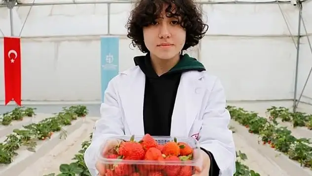 Volkanik cürufta çilek yetiştiren liselilerden ilk hasat