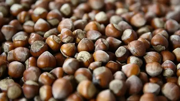 Giresun'da fındık 128-130 liradan işlem görüyor