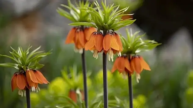 Ters laleler Mercan Dağları'na güzellik kattı