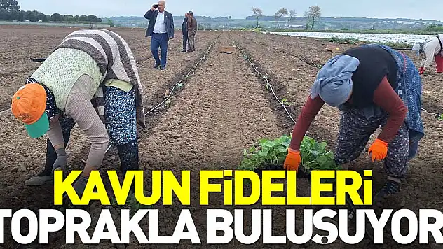 Kavun fideleri toprakla buluşuyor