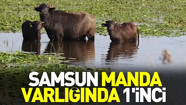 Samsun manda varlığında 1'inci