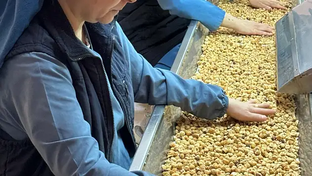 8 ayda 205 bin ton iç fındık ihracatı