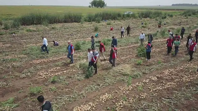 Soğanda yüksek verim yüz güldürdü.