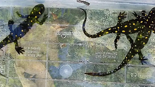 Benekli semender çalışması