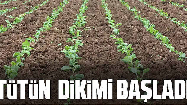 Bafra'da tütün fidelerinin dikimine başlandı