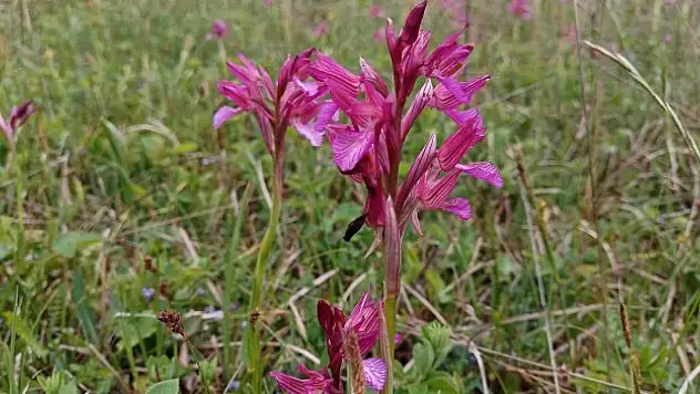 Salep için markalaştırma çalışması