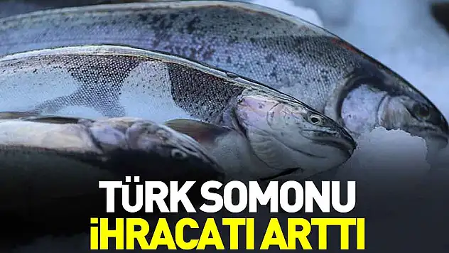 Türk somonu ihracatı arttı