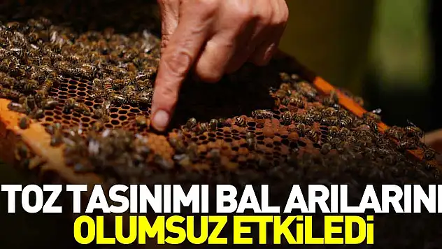 Toz taşınımı bal arılarını olumsuz etkiledi