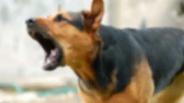 13 yaşındaki çocuğa köpek saldırdı