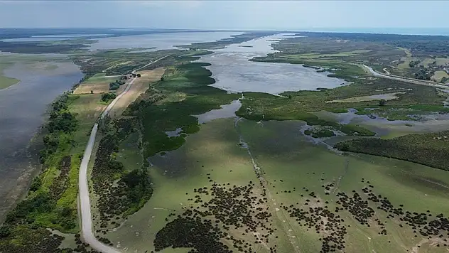 Kızılırmak Deltası nesli tehlike altındaki kuş türlerine ev sahipliği yapıyor