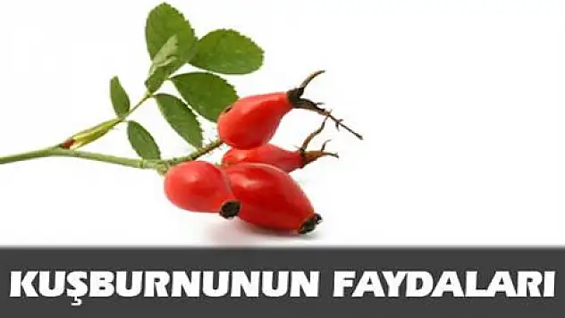 Kuşburnunun faydaları