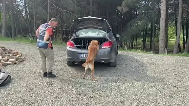 Dedektör Köpeği İş Başında