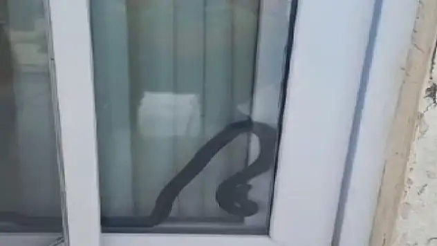 Yılan panik yaşattı
