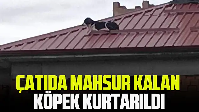 Çatıda Mahsur Kalan Köpek Kurtarıldı