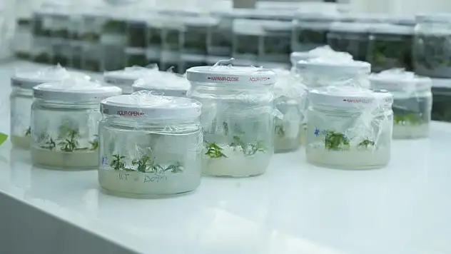 Dona dayanıklı fidan geliştirildi