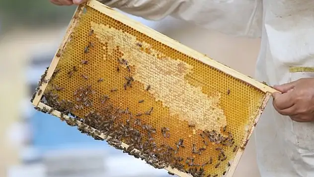 Türk balı 4 ayda yaklaşık 11,5 milyon dolar kazandırdı