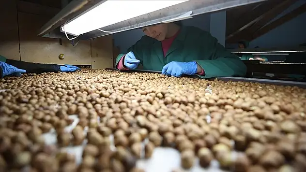 fındık 132 liradan işlem görüyor