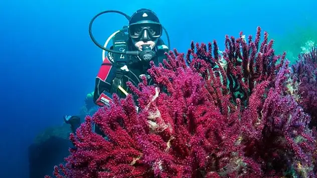 Ayvalık'ın kırmızı mercanları görüntülendi