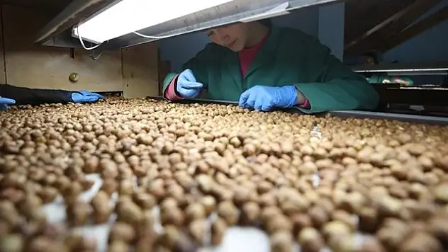 Giresun'da fındık 132 liradan işlem görüyor