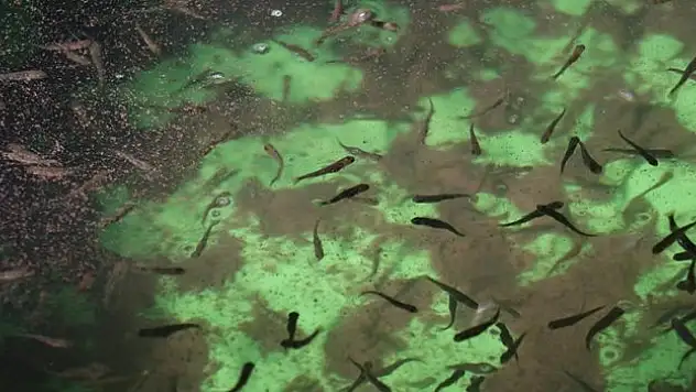 5 milyon alabalık yavrusu üretiliyor