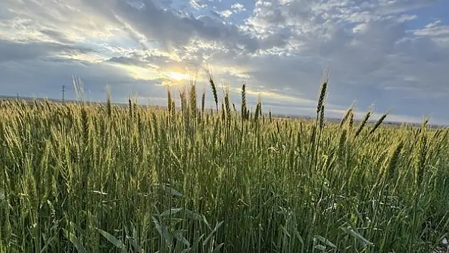 Üreticinin kaygısı gitti