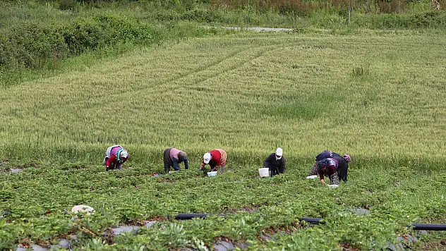 Bafra'nın organik çileklerine talep artıyor