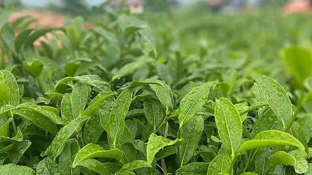 Tarım ve Orman Bakanı Yumaklı'dan 'yaş çay alım fiyatı' açıklaması