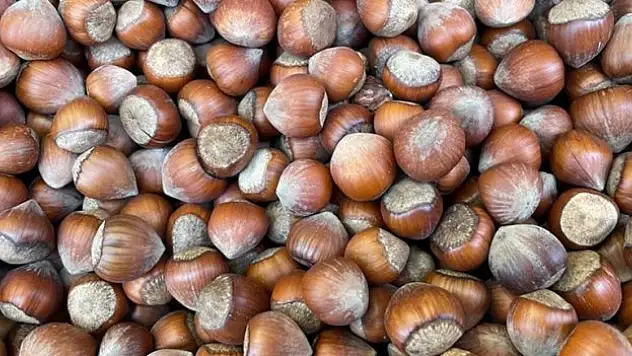 4 ayda 478,8 milyon dolarlık fındık ihracatı yapıldı