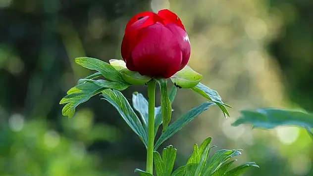 İtecik lalesi kan kırmızısı rengini sadece 15 gün gösteriyor