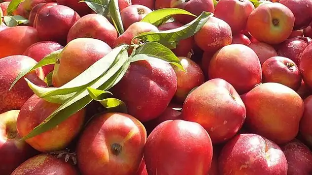 Nektari ve brokoli ticari kalite denetimi kapsamına alındı