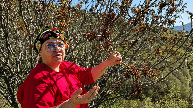 Tokat'ta yetişen mucize bitki