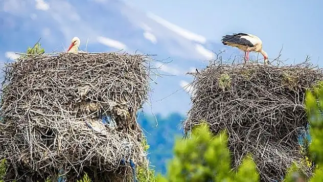 Yavru leylekler yumurtalarından çıkmaya başladı