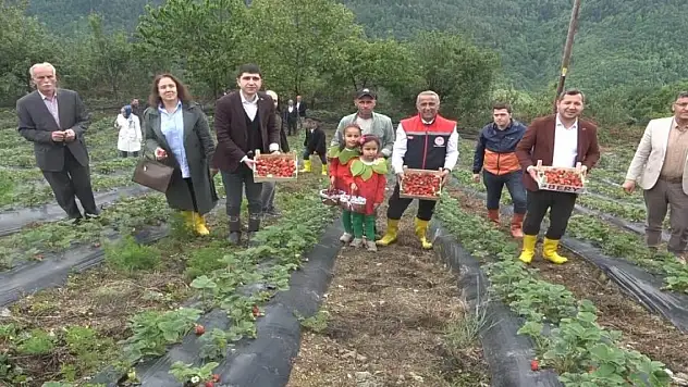 Bin rakımda yetişen Alaçam Çileği
