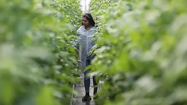 Kayıtlı genç kadın çiftçi sayısı 10 yılda 4,5 katına çıktı