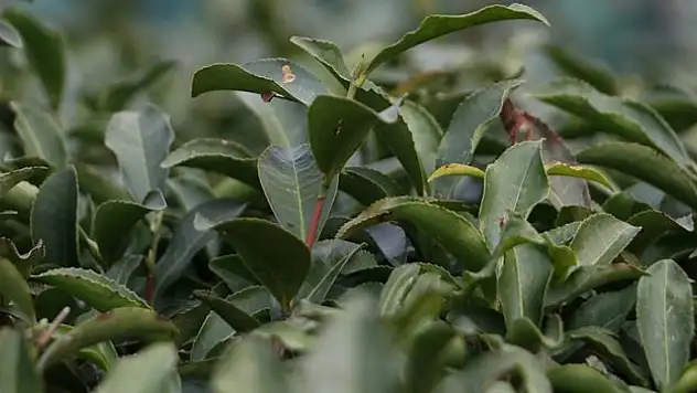 Rize'nin 4 aylık çay ihracatı 5,9 milyon dolar oldu