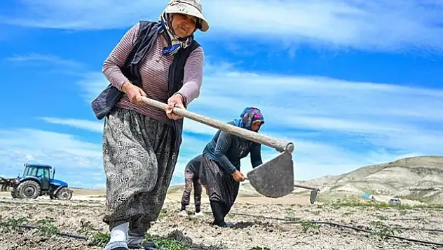 Yüzyıllık domates tohumları toprakla buluştu
