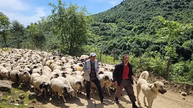 Sürüler yayla yolculuğunda