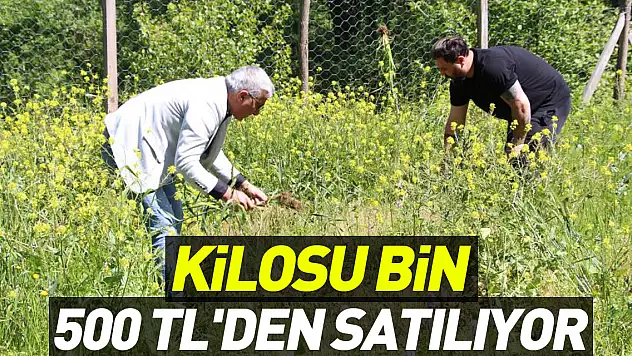 Kilosu bin 500 TL'den satılıyor