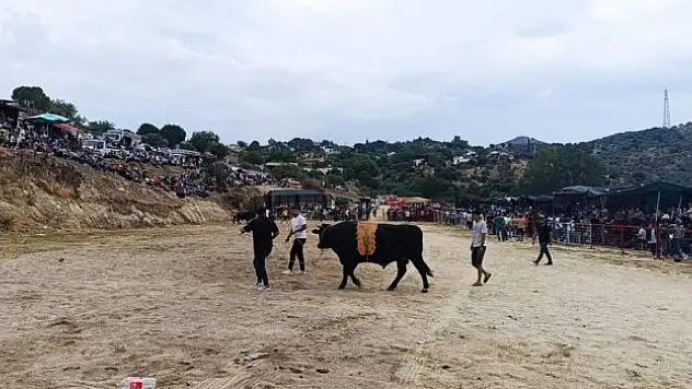 Söke'de boğa güreşi heyecanı