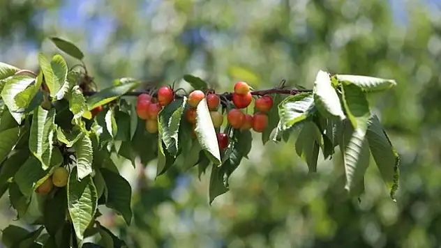 800 ton rekolte bekleniyor