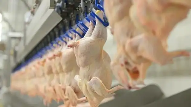 Beyaz et sektöründeki 4 firmaya 1,2 milyar lira rekabet cezası