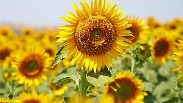 Yüzde 100 yerli ayçiçek tohumu Türk tarımına kazandırıldı