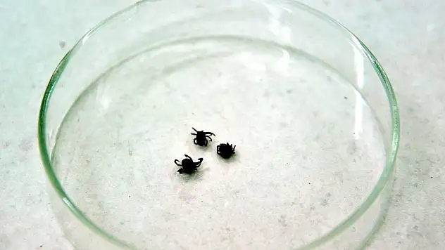 Giresun'da 7 kişide kene tespit edildi