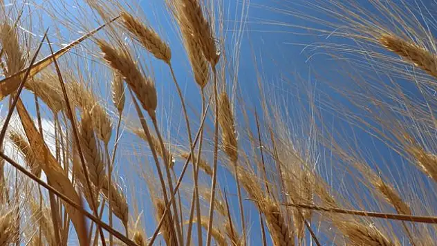 Kilis'te hububatta yüksek rekolte bekleniyor
