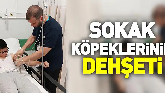 SOKAK KÖPEKLERiNiN DEHŞETi